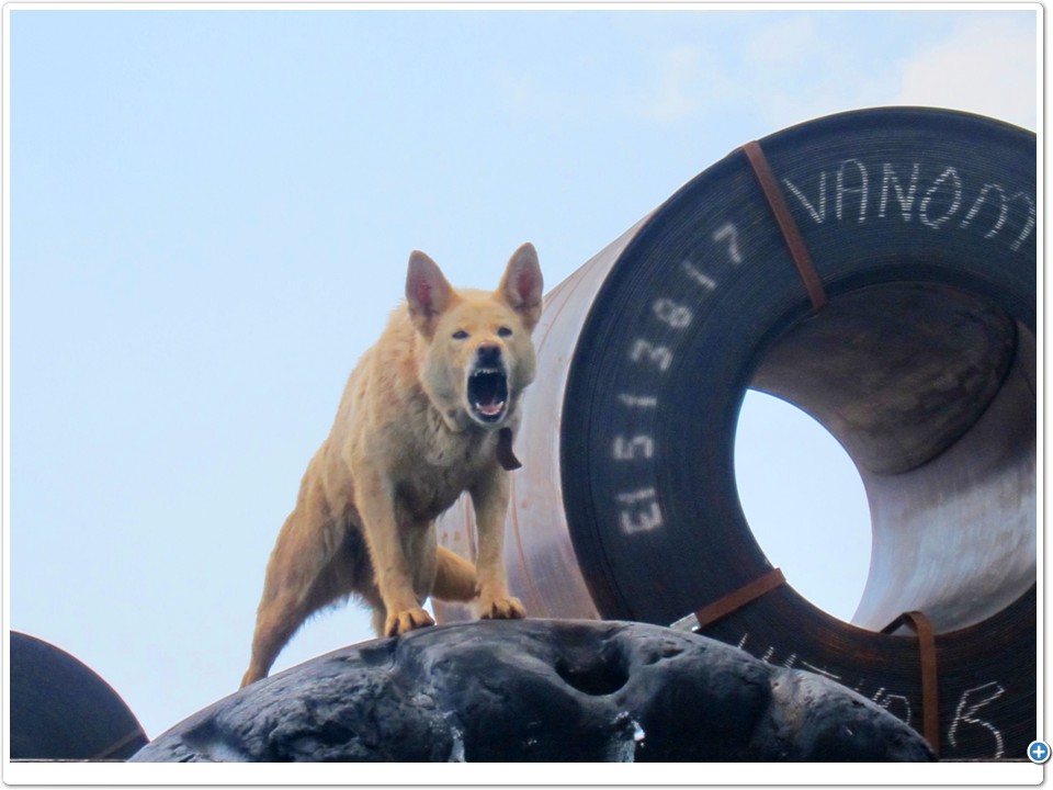 Cargo Guard Dog